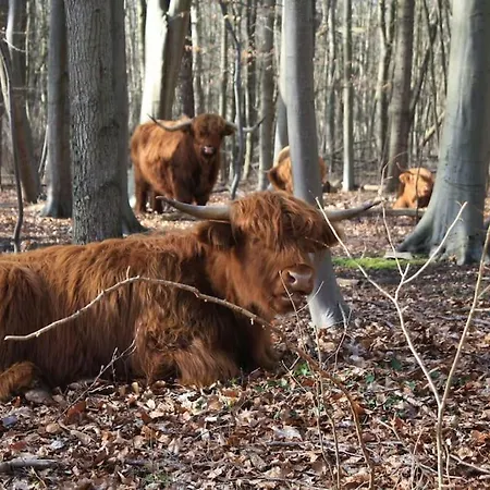 De Bosrand Grenzend Aan Het Bos * Castricum