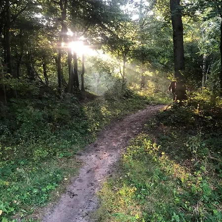 De Bosrand Grenzend Aan Het Bos