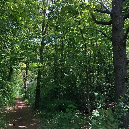 Σπίτι διακοπών De Bosrand Grenzend Aan Het Bos Castricum