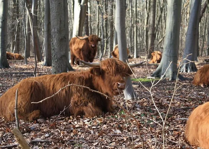 De Bosrand Grenzend Aan Het Bos * Castricum