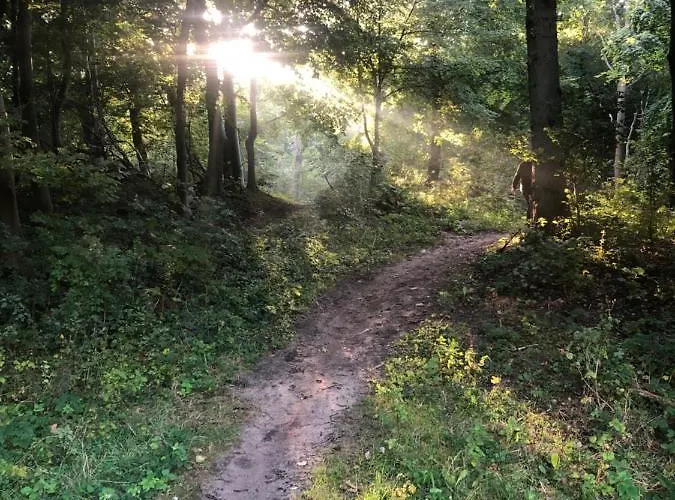 De Bosrand Grenzend Aan Het Bos
